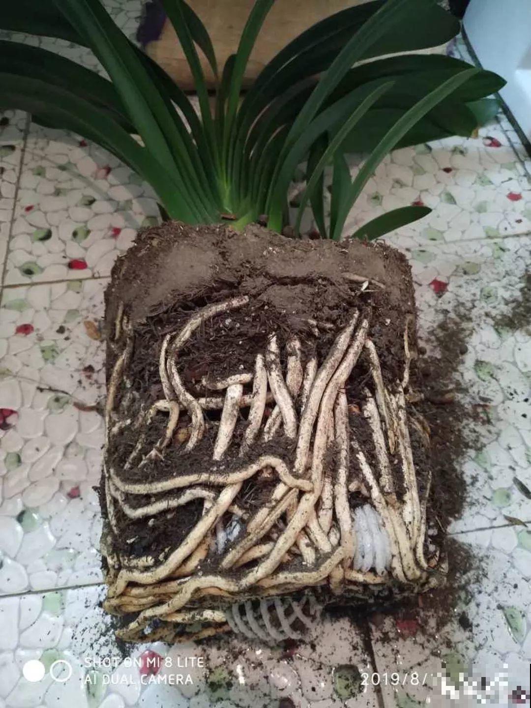 给花浇点它，秋天根系撑爆盆，黄叶离得远远的！