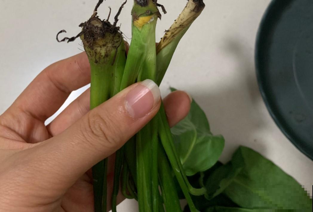 家里养白掌了吗？试试这招，花开不断！