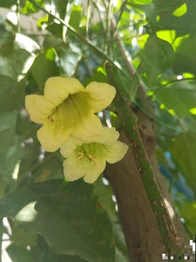 养10年才开花，这花脾气可真大，赶紧多喂大补肥！
