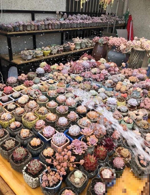 一排排的这种植物，整齐划一地放在阳台上，让人羡慕