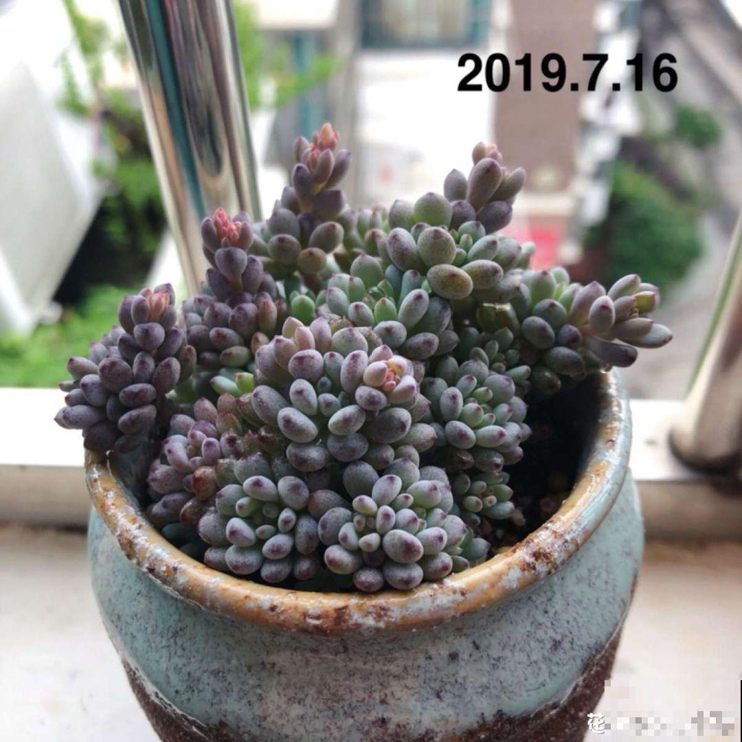 秋天必养的多肉，太阳一晒真透亮，半月养成小胖墩！