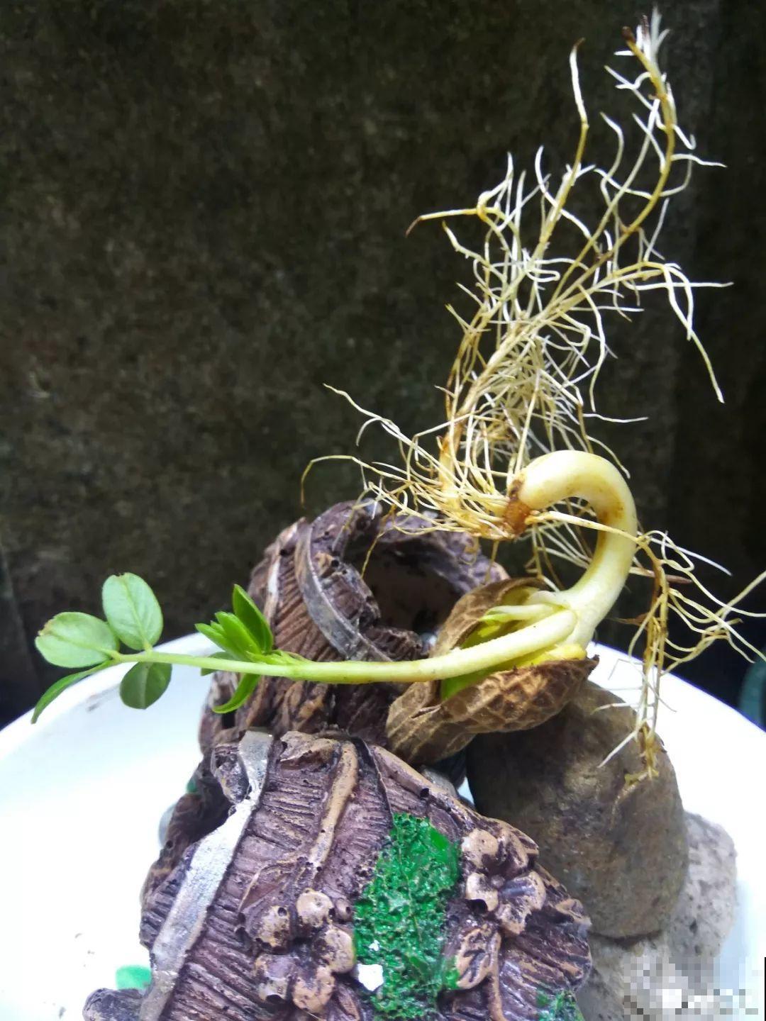 她用几粒花生米，种出一盆大花生，冒出来的豆芽根忒好看！