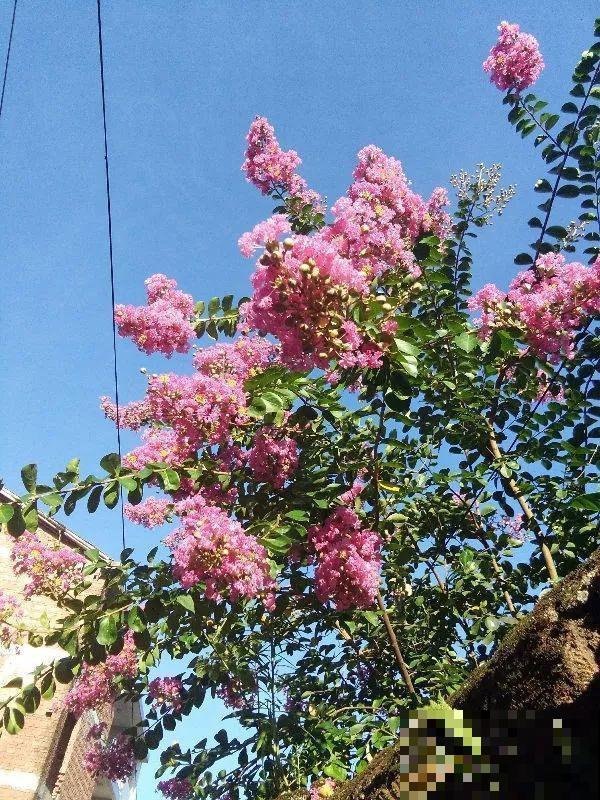 没人要的路边花，他搬回家养成宝，现在谁看了都想要！