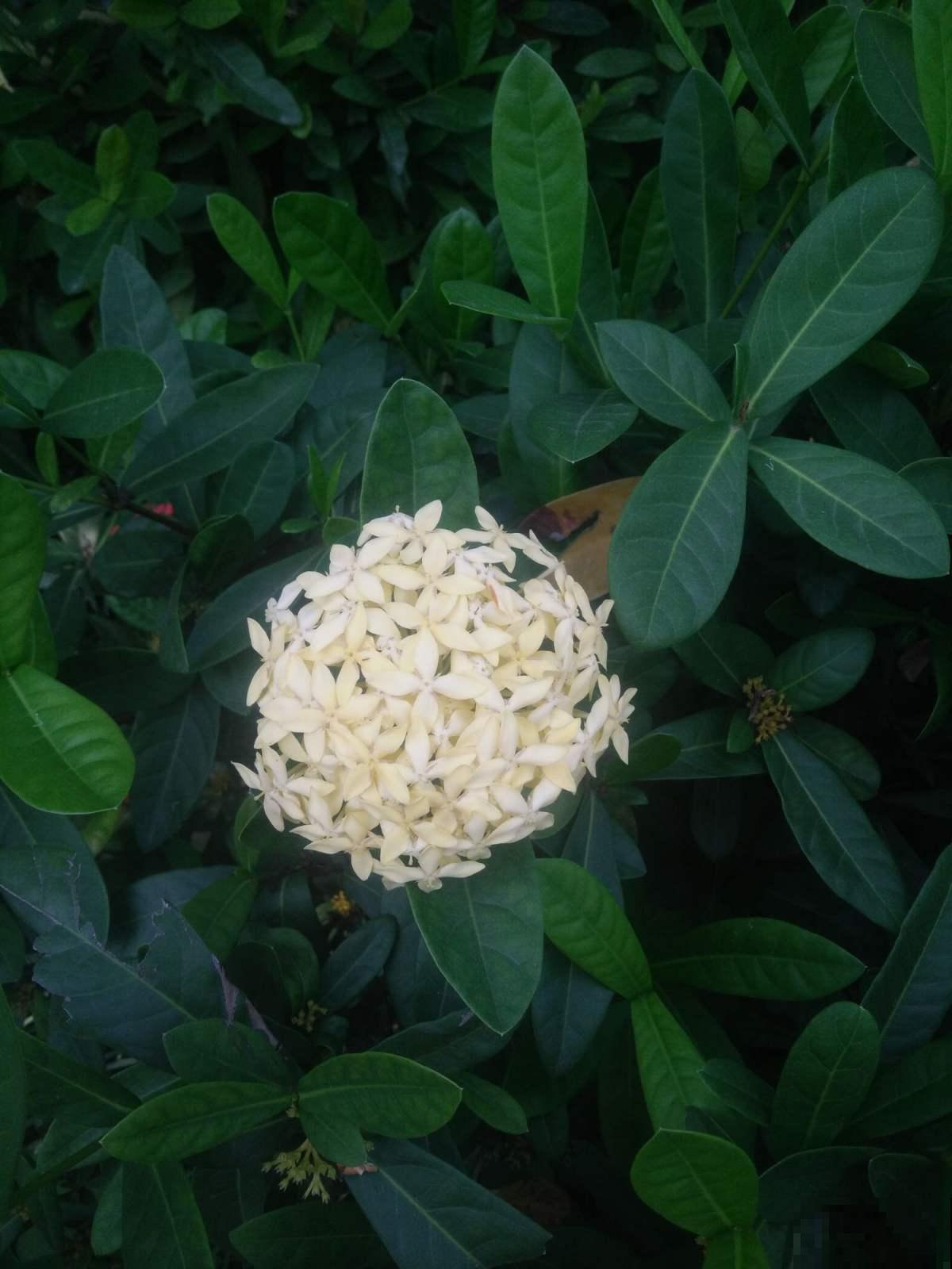 龙船花最适合秋天养，能从现在开到十二月，最关键是特好养！