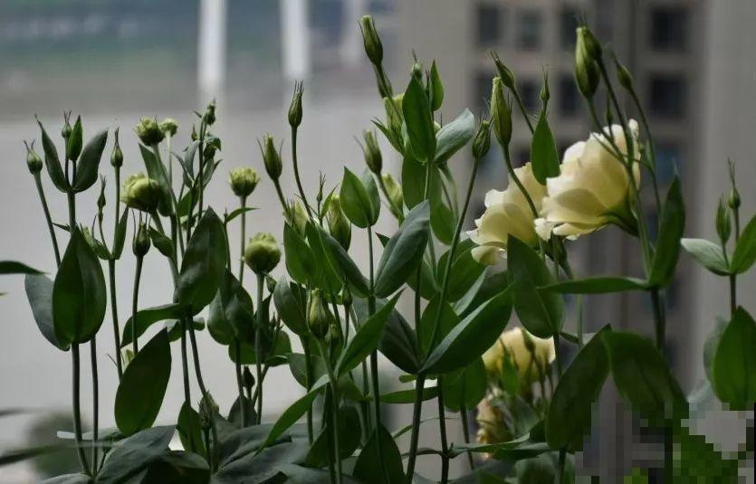 别嫌阳台小，种点花草，感觉真好！