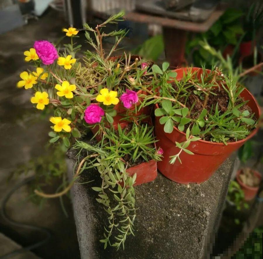 16岁男孩，为重病奶奶建花园，2年种了上百盆花！