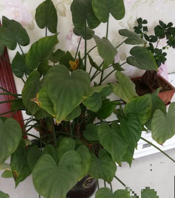 5种观叶植物，不要随便在家里养！