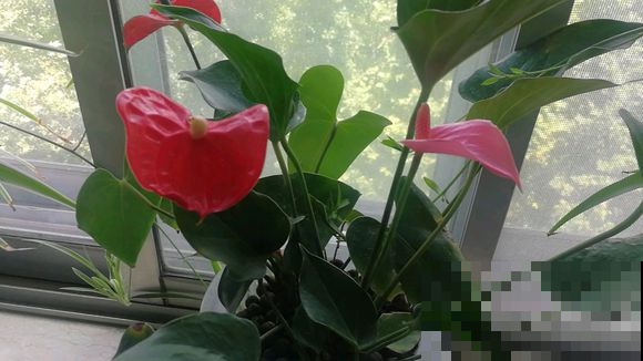 红掌窜出来的新叶，剪下来扔水里，一周生根，又白赚了一盆！
