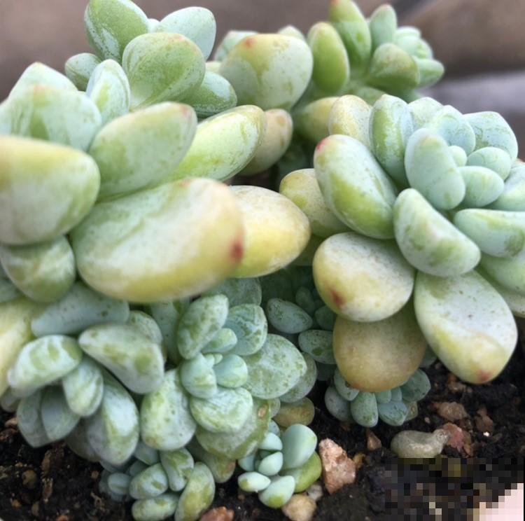 秋天养多肉就养劳尔，养在阳台香香的，一不小心就变成暴发户！