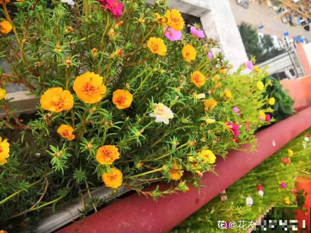 这5种花，放室内养不好，一搬出去立马就疯长！