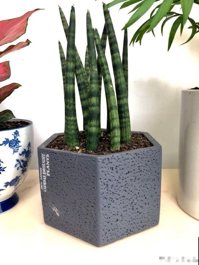 有格调的人，都爱养这花，品味高上档次