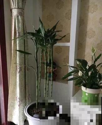 这6种寓意好的花，剪根枝就能活，摆在家里超养眼！