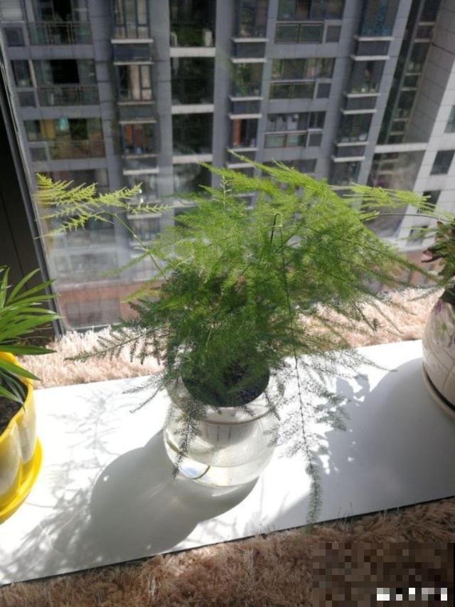 有格调的人，都爱养这花，品味高上档次