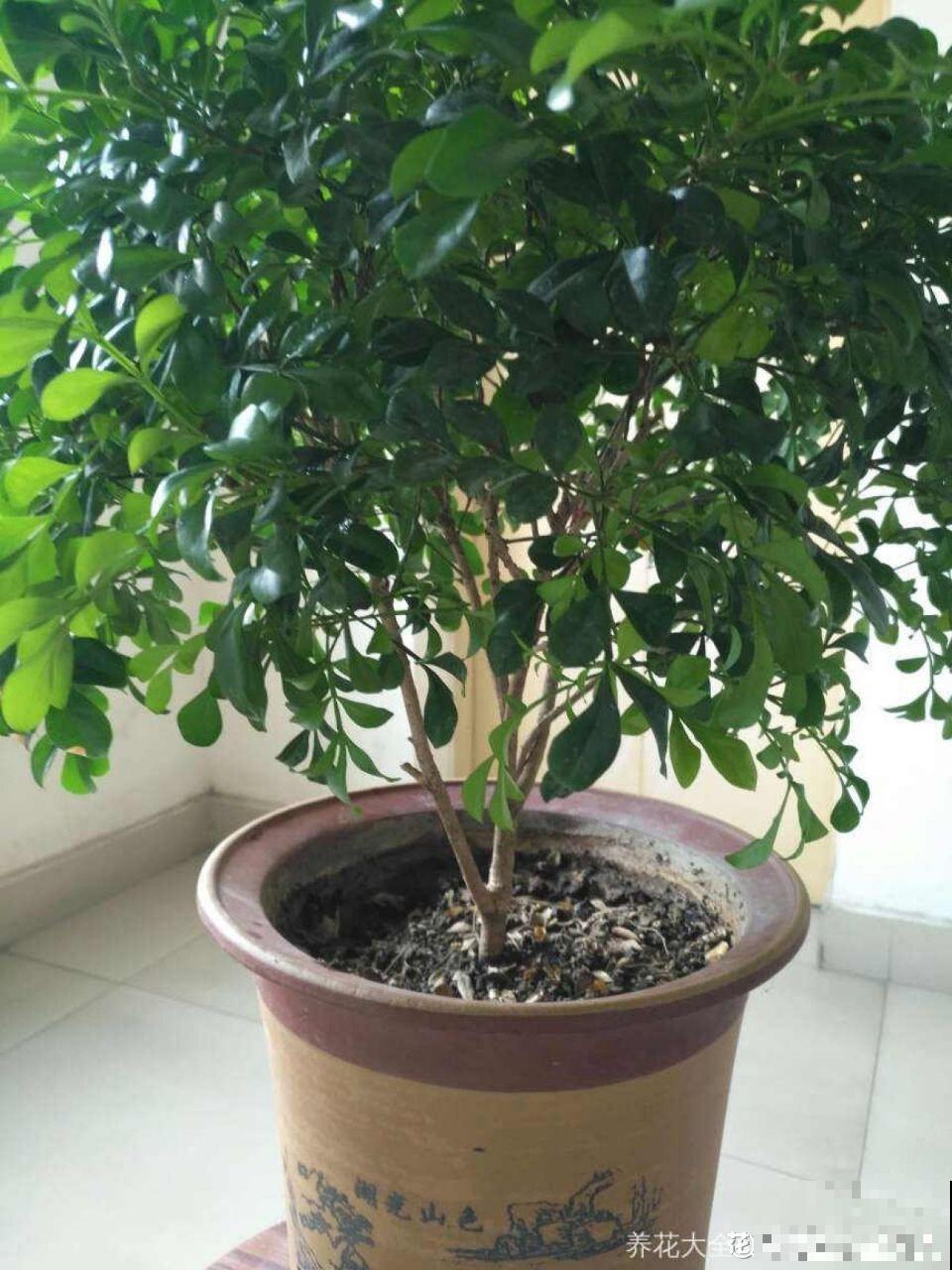 茉莉剪狠了，小心缓不过来，冬天叶子全掉光！