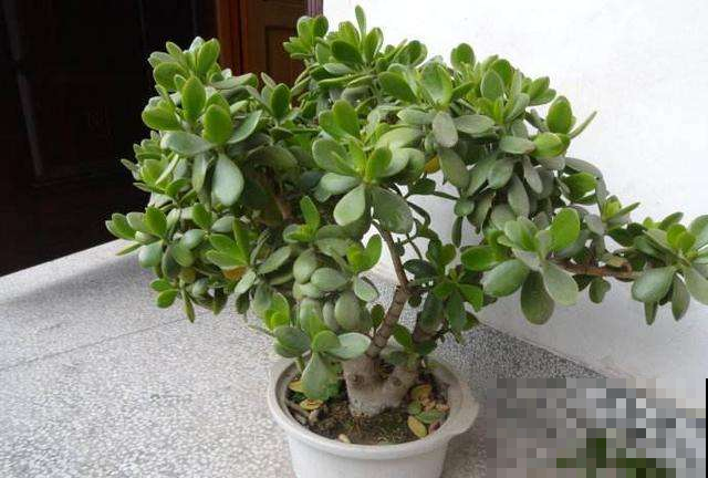 这花是打不死的小强，怎么虐它都不在乎，越随便养长得越旺！