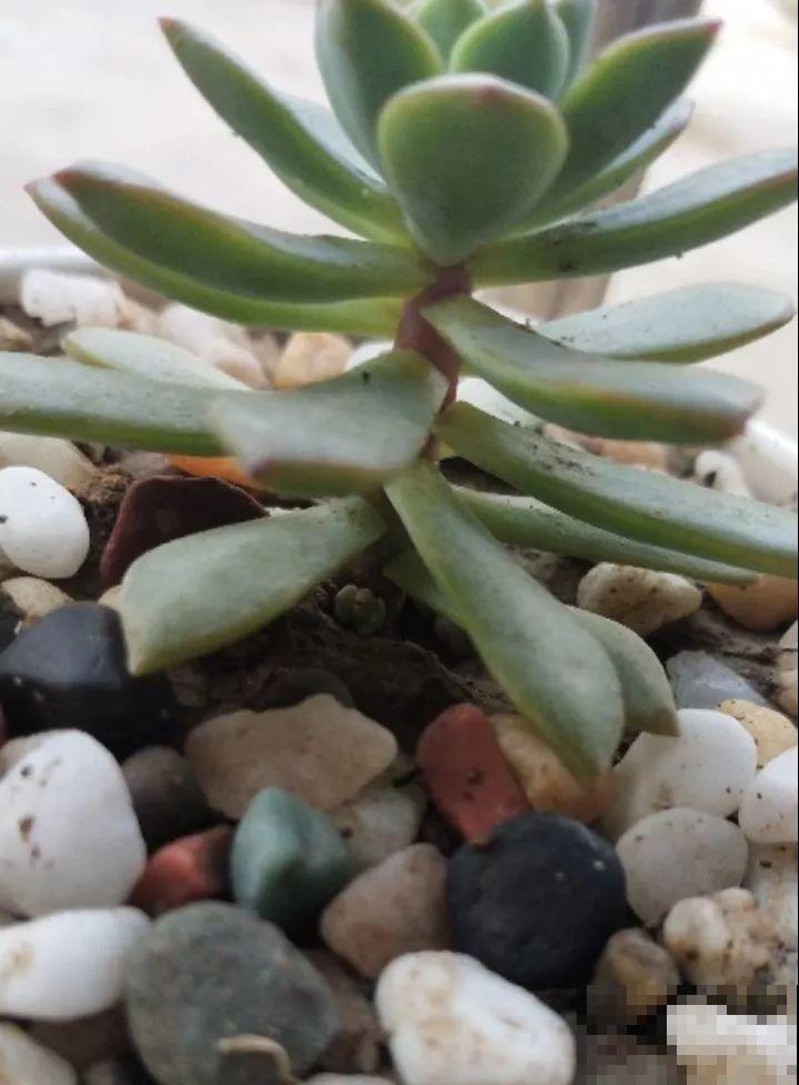 多肉浇水要看这，别把自己搞晕了，免得没养胖反而烂根！