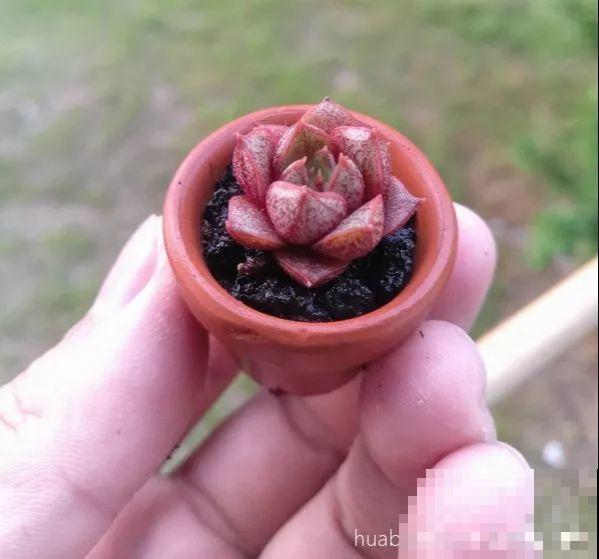 这种多肉，花盆比拇指还小，1月长成小老桩！