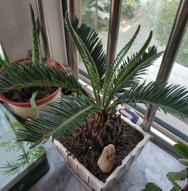 这些花爱喝酒，往上加点，家里的植物就大变样！