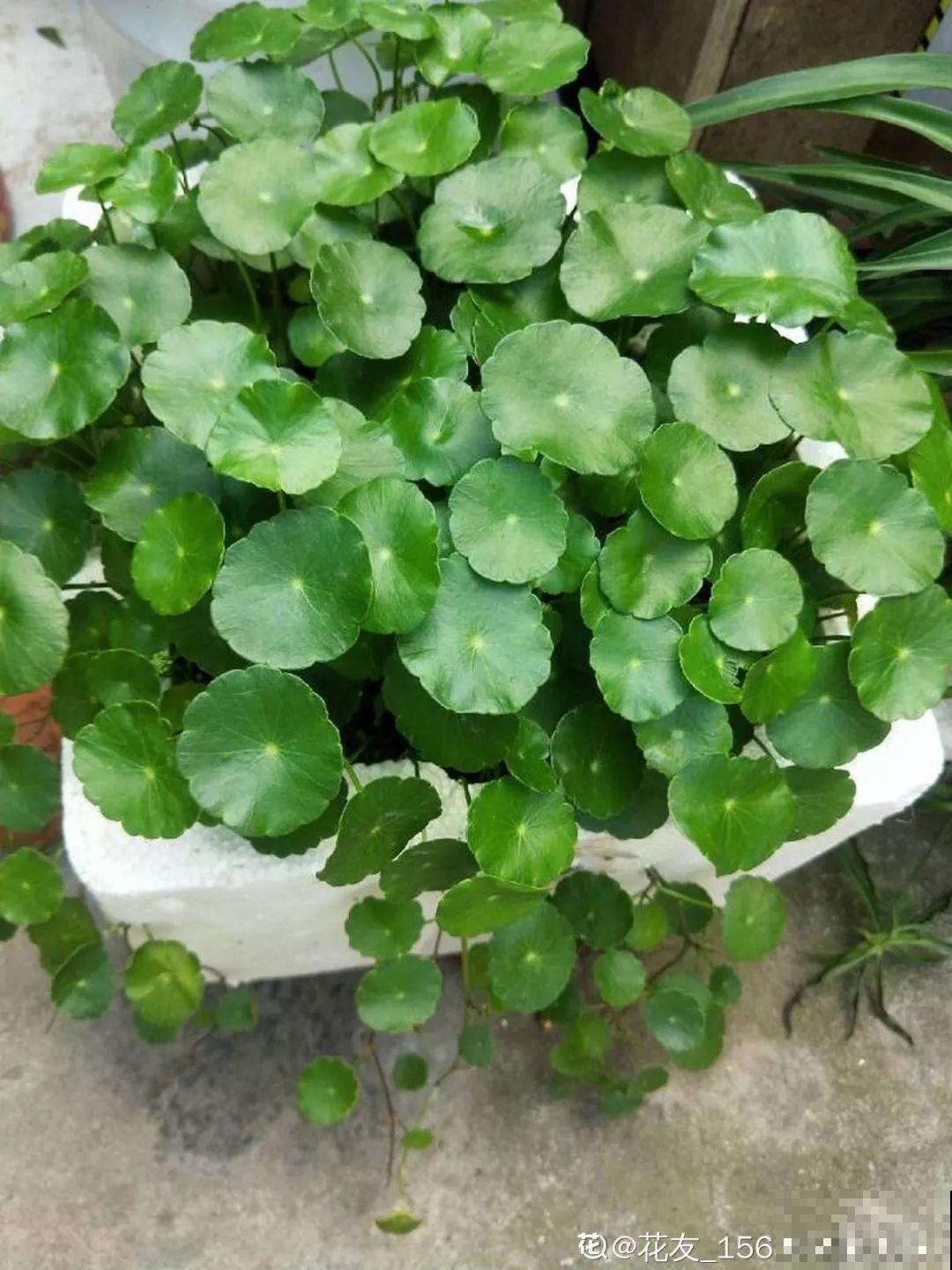 这花一开就成球，耐阴又好养，团团圆圆真喜庆！