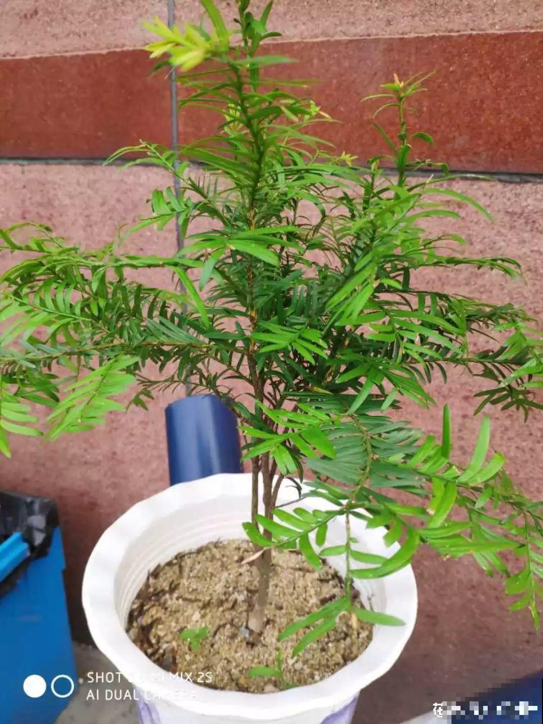 这6种盆景，春夏观花秋冬赏果，越养越值钱！