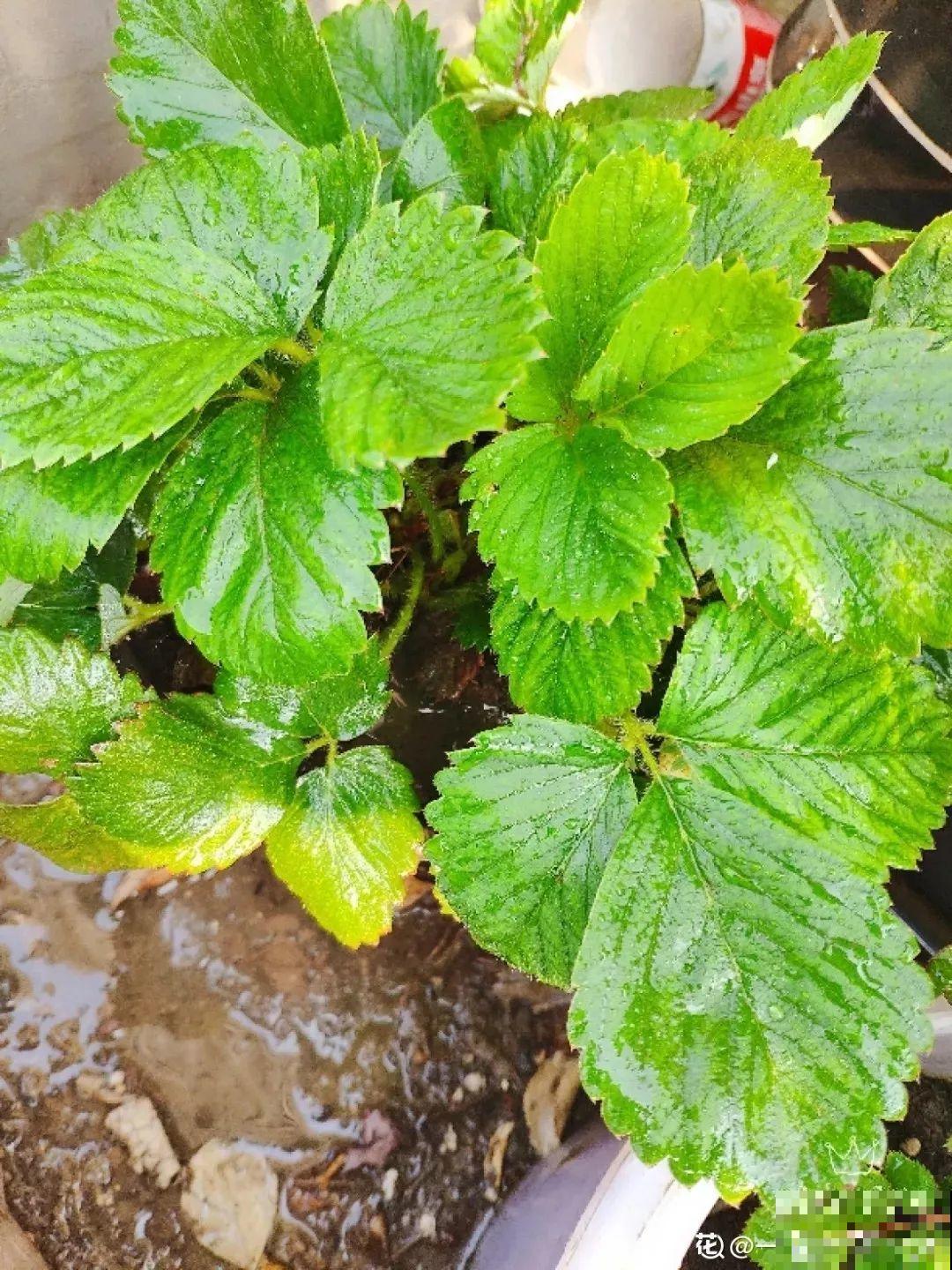 草莓苗买一棵，年年结果有的吃，红彤彤一片看着就喜人！