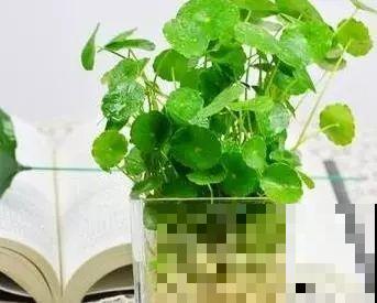 这6种寓意好的花，剪根枝就能活，摆在家里超养眼！