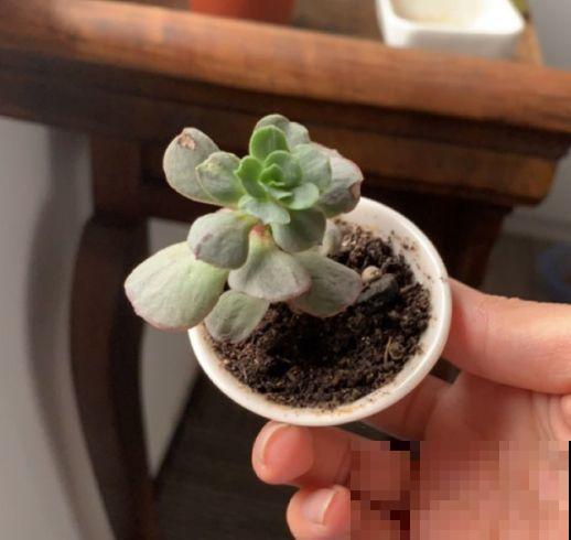多肉出现4种信号，摆明了是要换盆，再晚秋天就不长了！