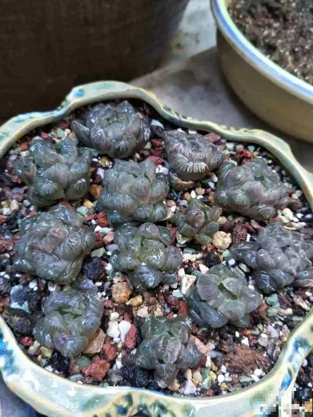 多肉叶子干巴巴？赶紧扣个塑料瓶，立马胖得水灵灵！