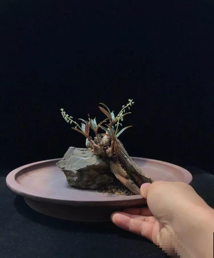 厨师改行养多肉，色香味俱全，真想让人一口吃掉！