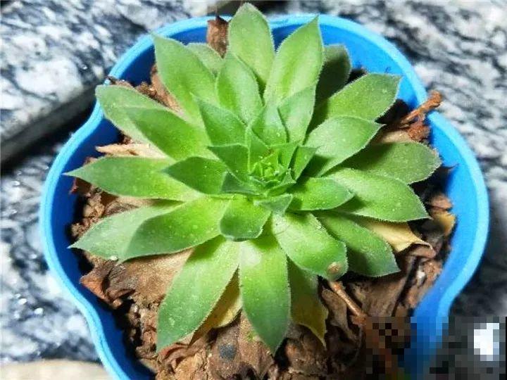 秋天给多肉施肥，就选这5种，小芽一个接一个的往外冒！
