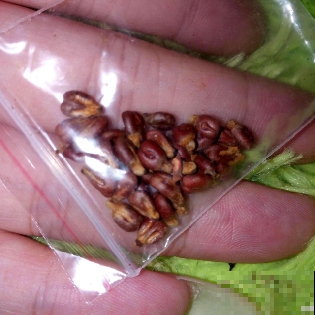别再把葡萄籽当垃圾了，这样随手埋盆里，一周就变身精致盆栽！