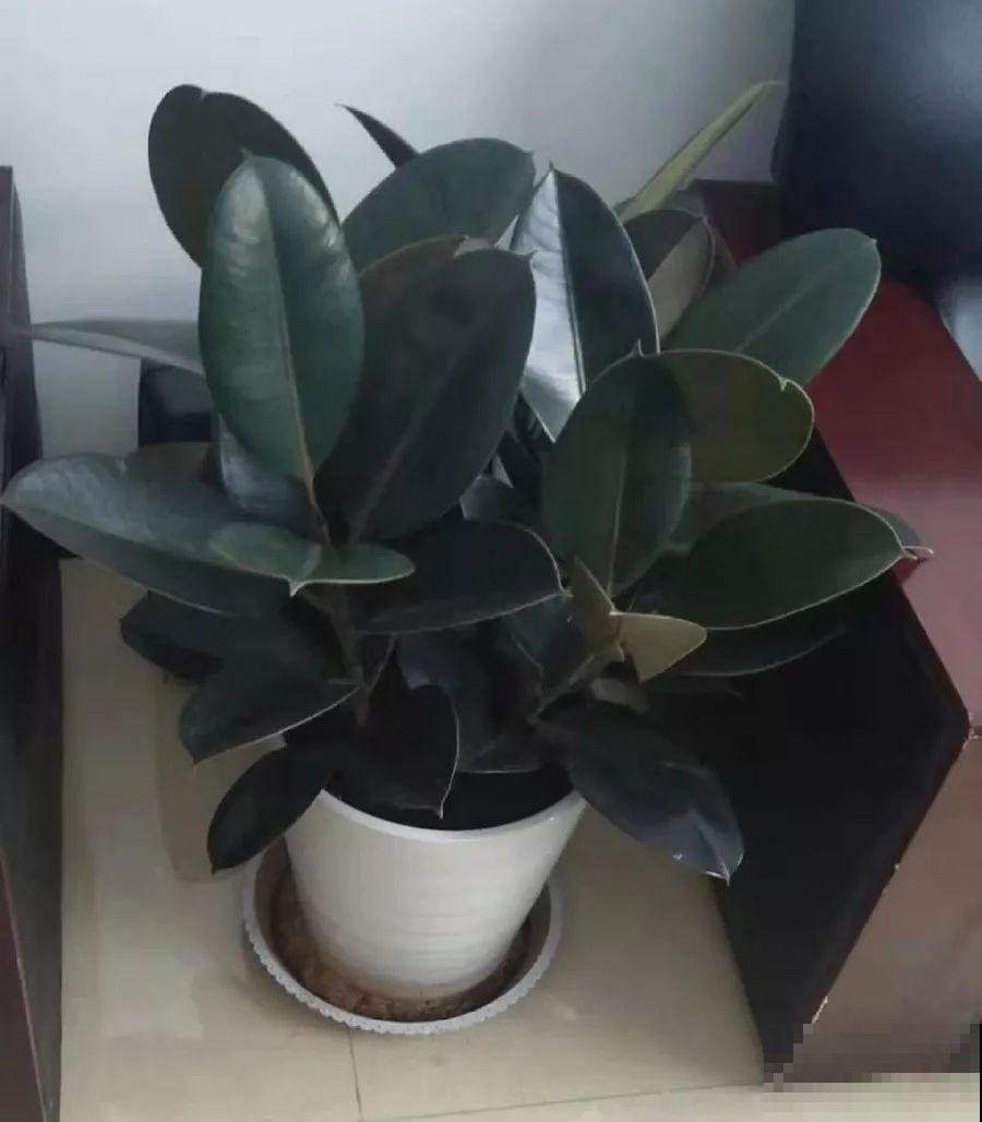 这花就得穷养，塞进小盆，少浇水，越长越旺