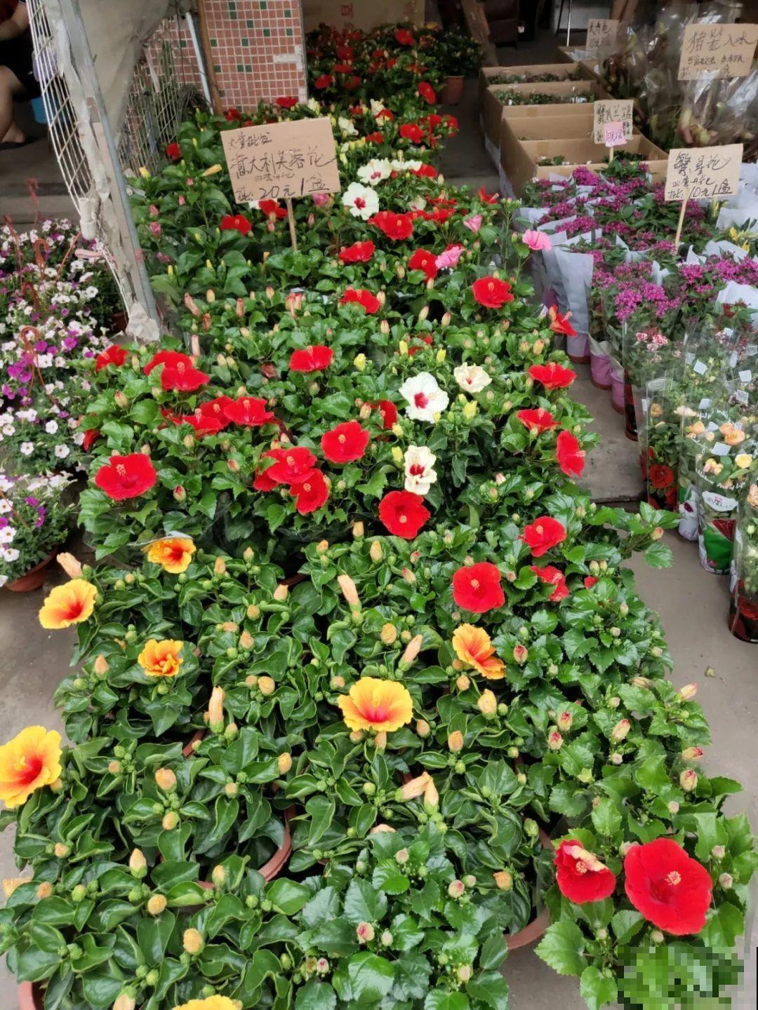 9月份逛花市，这花最好看、最好养，放心抱回家！