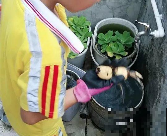 水缸养荷花，捞出10斤大白藕，咬一口咔嚓脆！