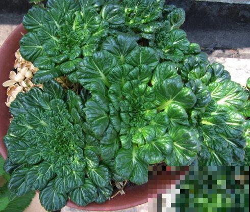 这菜就要现在种，几粒种子能长到深冬，划算又省事！