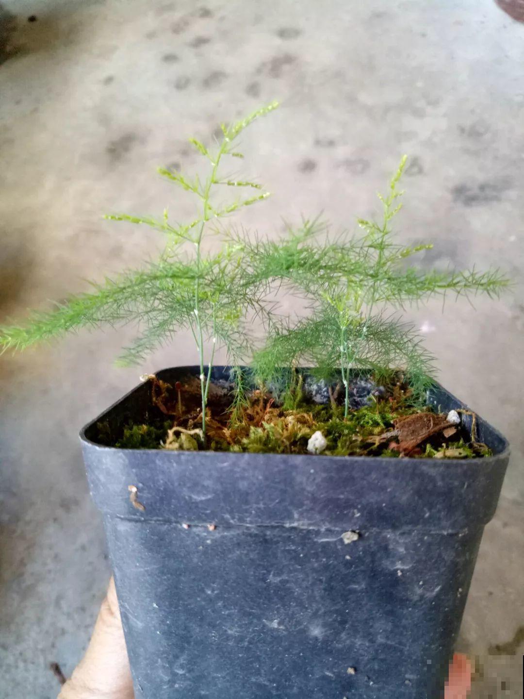 秋天撒把种子，5天出芽2个月开花，呼呼爬成一面墙！
