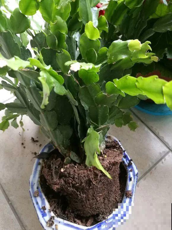 蟹爪兰叶子藏有小机关，打开它，花苞呼呼冒！