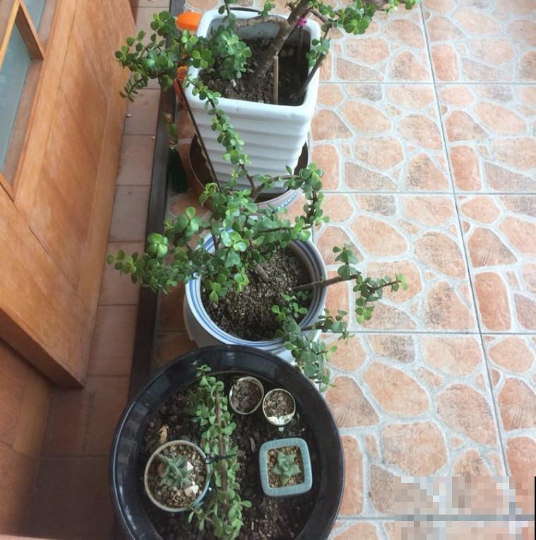 冬季养花，几点不注意，养一盆死一盆！