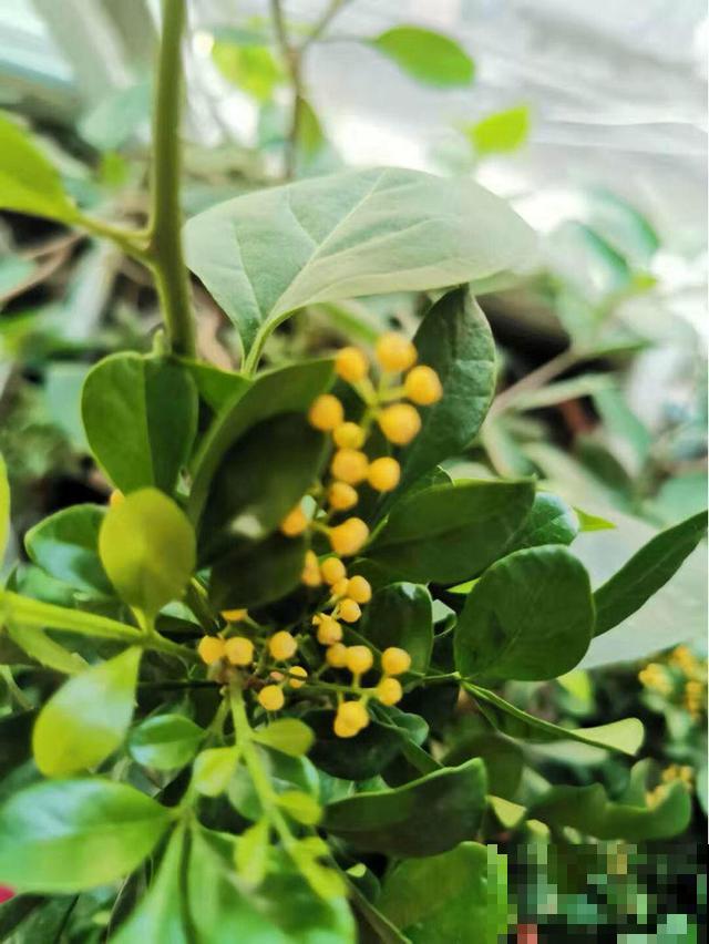 这几种长相逆天的植物，也属于兰花家族，开花挺漂亮