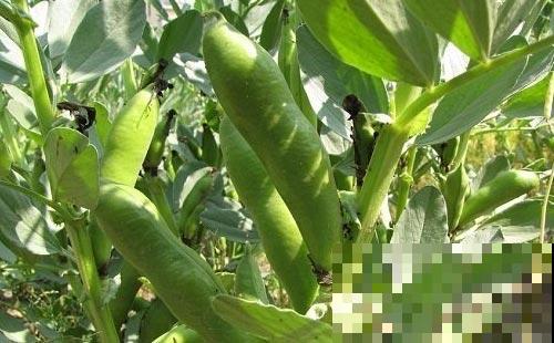 喜欢吃蚕豆的别乱花钱了，秋天自家就能种，几粒就能结出一大盆！
