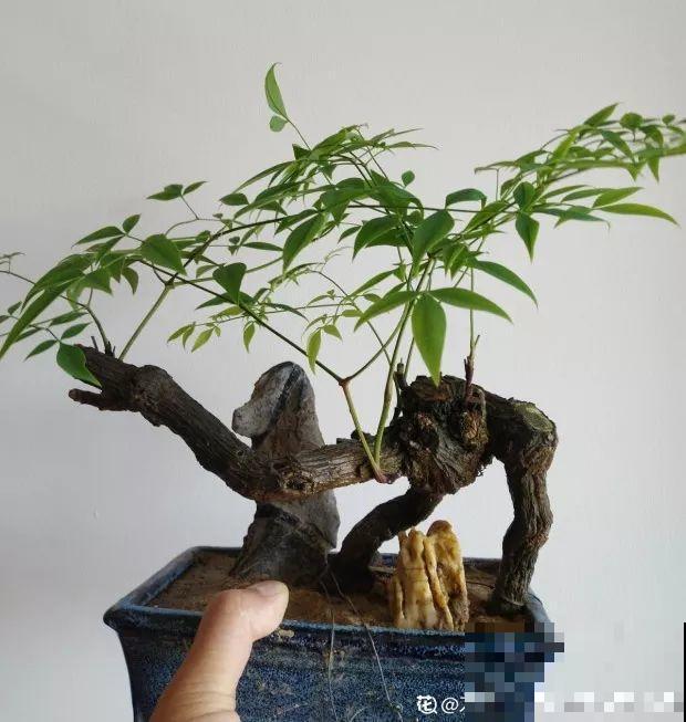 年纪大了，就养这6种寿星花，健康养身心
