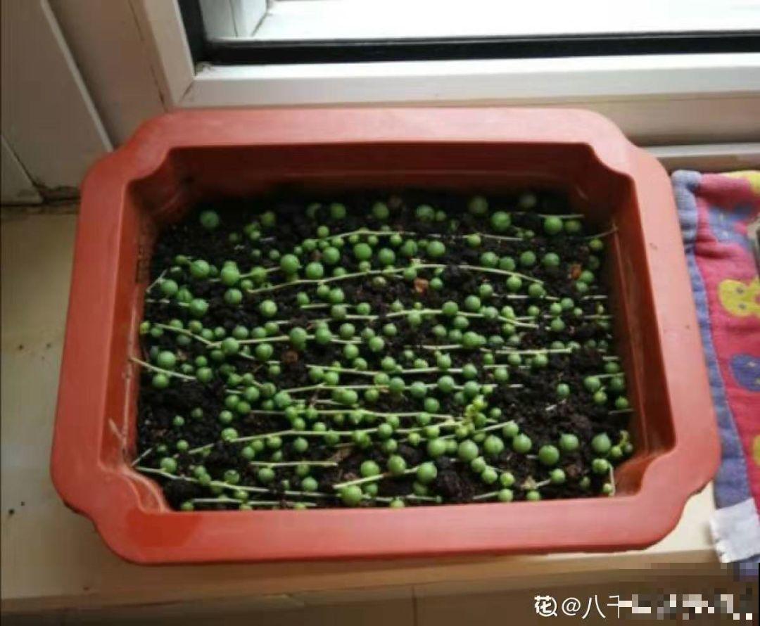 这种多肉要吊着养，墙上挂一盆，格调提升好几度！