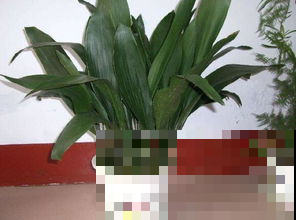 几种观叶植物，养在家里很很大气，比花漂亮多了！