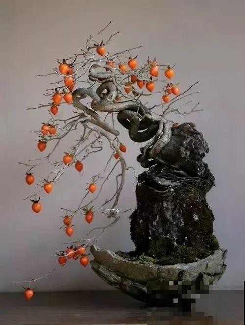 一个碗大的花盆，也能种出苹果树？别说，看着还挺诱人的！
