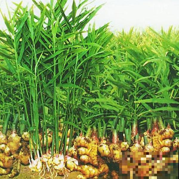 姜花见过吗，厨房拿块姜塞土里，赏完盆栽就赏花！