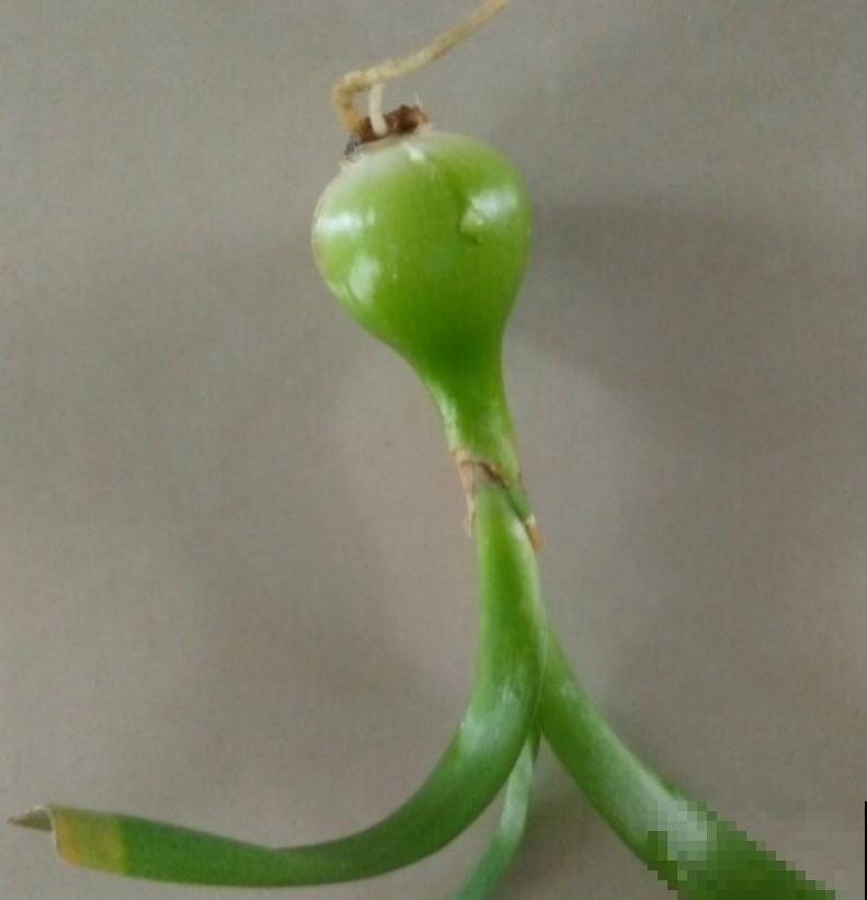 有人总是误以为它是洋葱，却比洋葱好养，开花极美！
