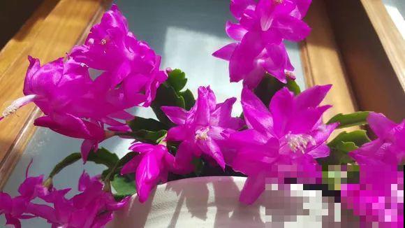蟹爪兰叶子藏有小机关，打开它，花苞呼呼冒！