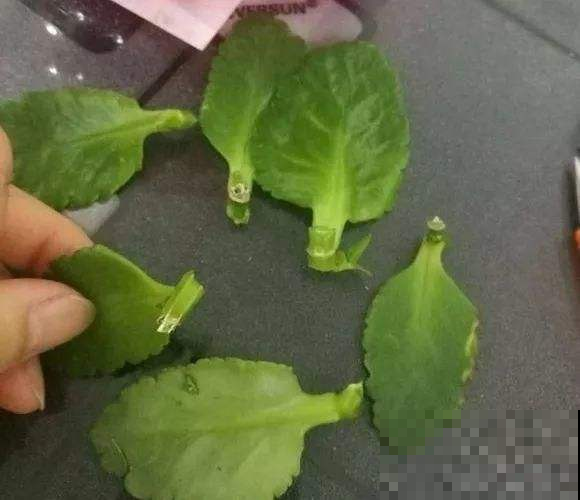 长寿花叶子摘一摘，一周就生根，跟绿萝一样省心！