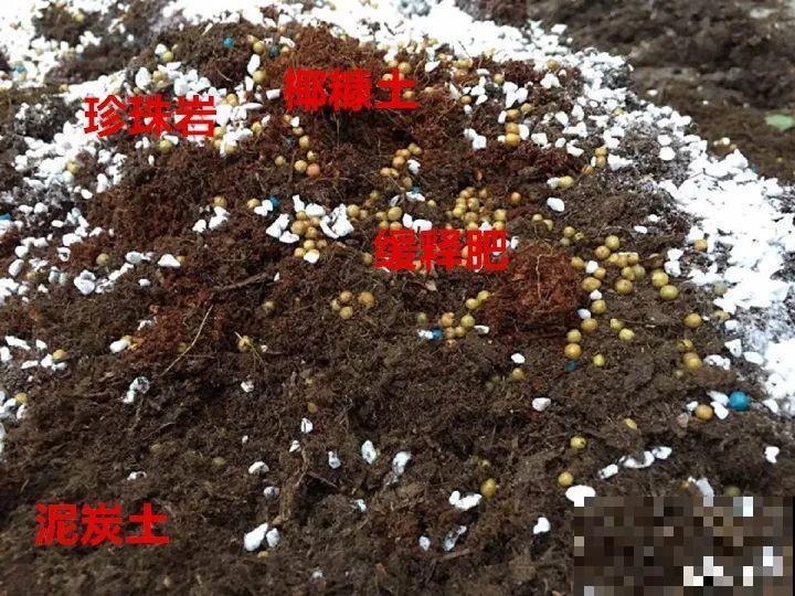 月季盆里加点它，花开不断，比地栽长得还壮实！
