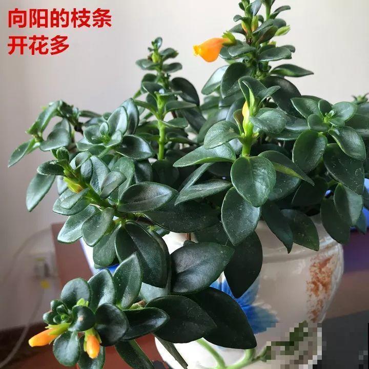 你家的金鱼吊兰是不是养成“菜”？这么养，一年四季都开花！